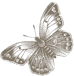 butterfly image