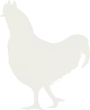 chicken vector