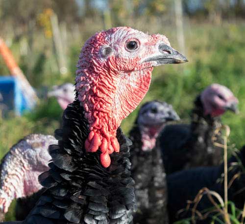 Close up of turkey