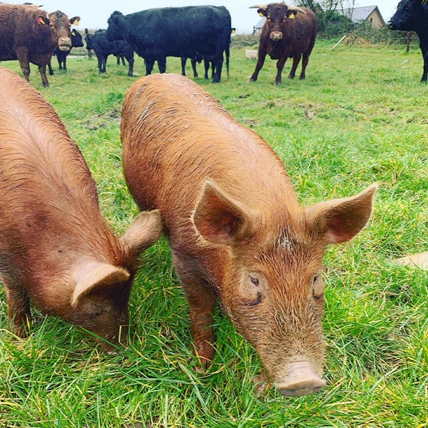 Pig eating grass