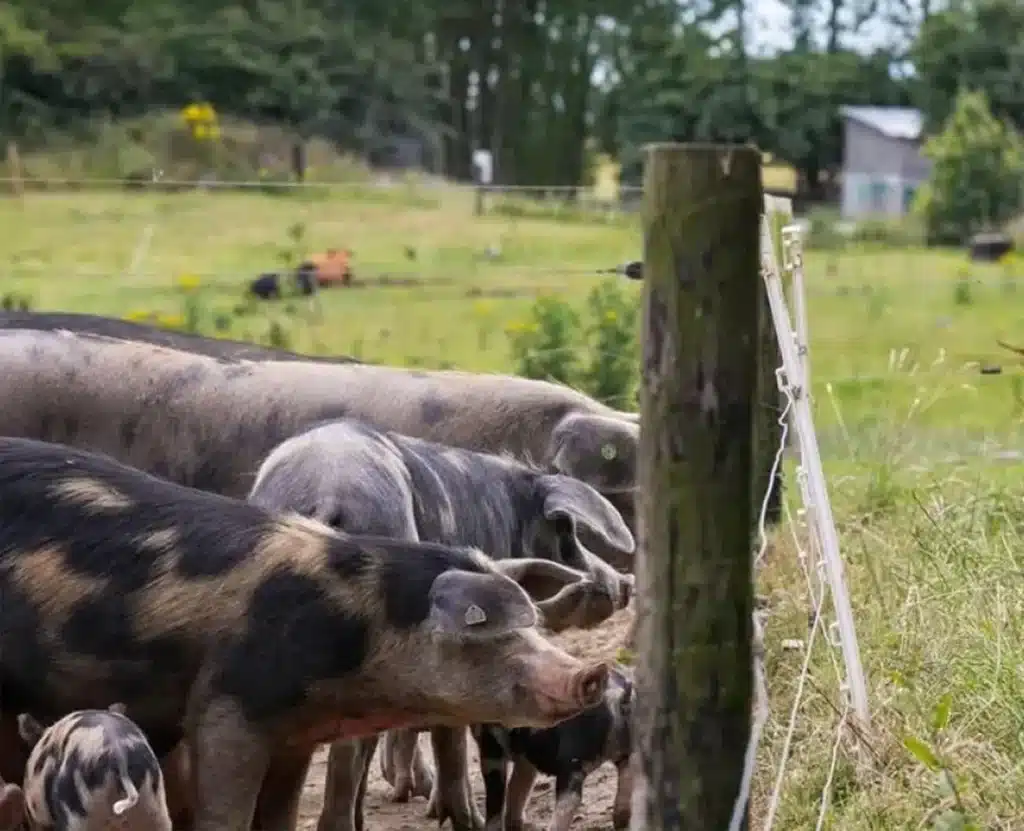 Pigs behind fence