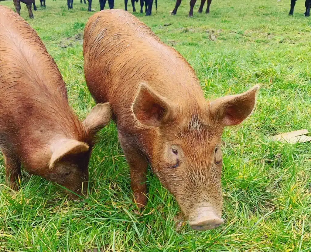 Pigs in Field