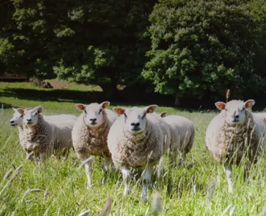 Sheep in Field