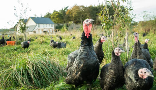 Turkeys in Forest Garden Rock Farm Slane