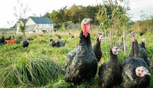 Turkeys in Forest Garden Rock Farm Slane for web