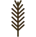 pine