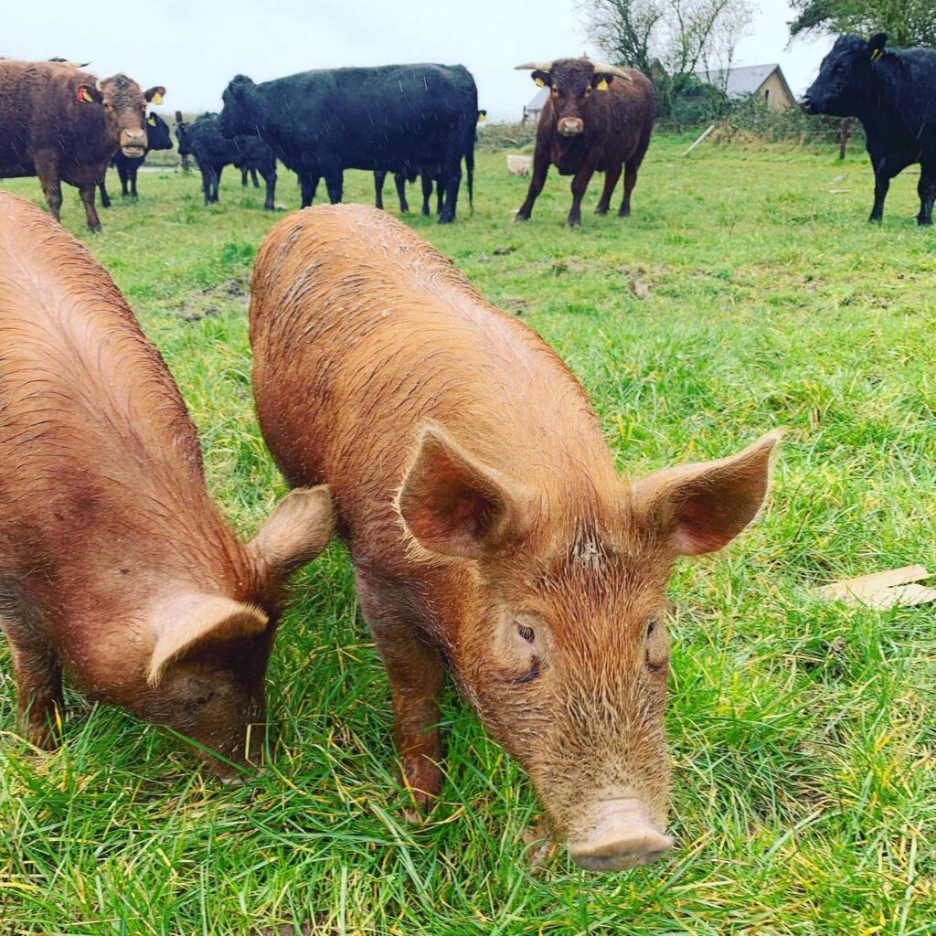 Pigs and cows eating grass in field