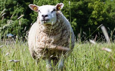 sheep at rock farm slane, glamping in slane