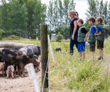 Farm Tour with Family Looking at Pigs on Rock Farm Slane