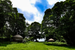 Glamping yurts