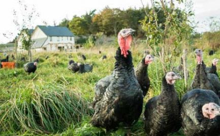free range christmas turkeys on Rock Farm Slane